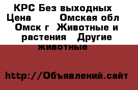 КРС Без выходных › Цена ­ 15 - Омская обл., Омск г. Животные и растения » Другие животные   